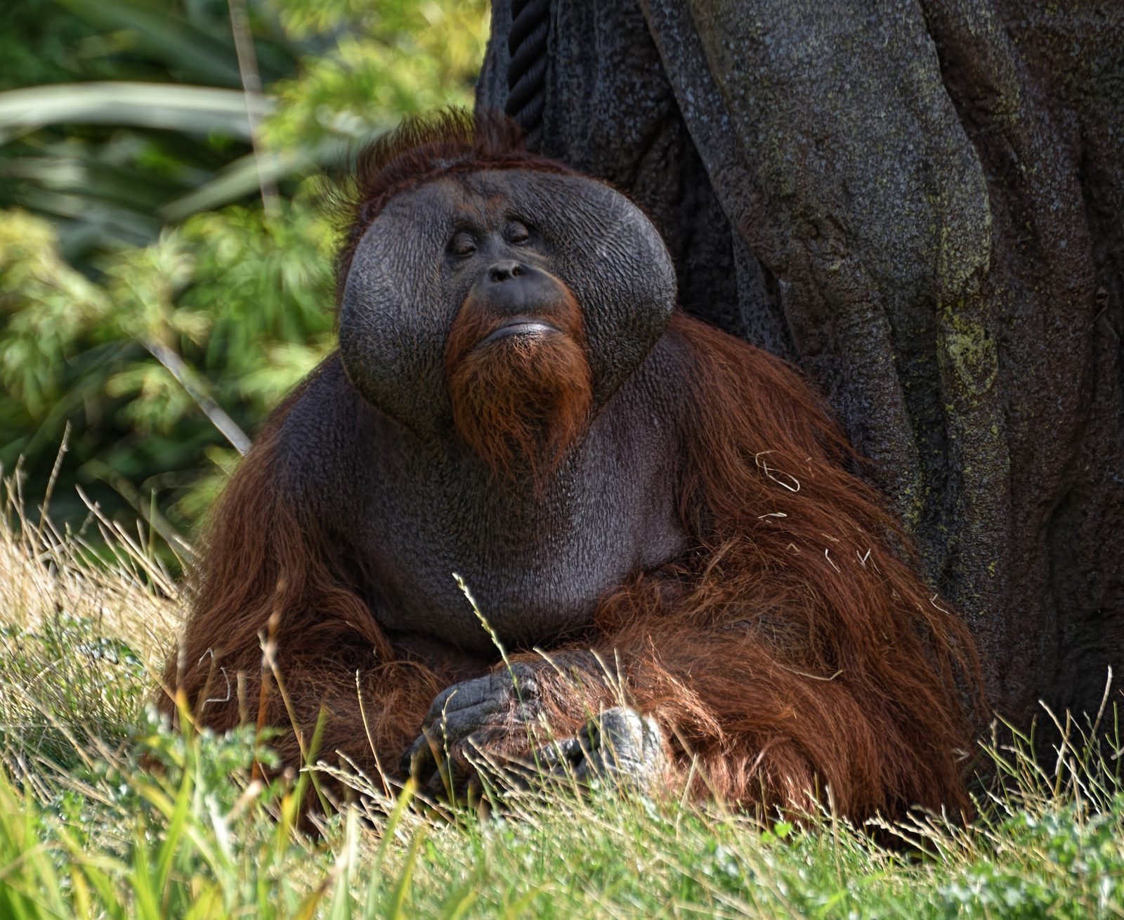 Dublin Zoo