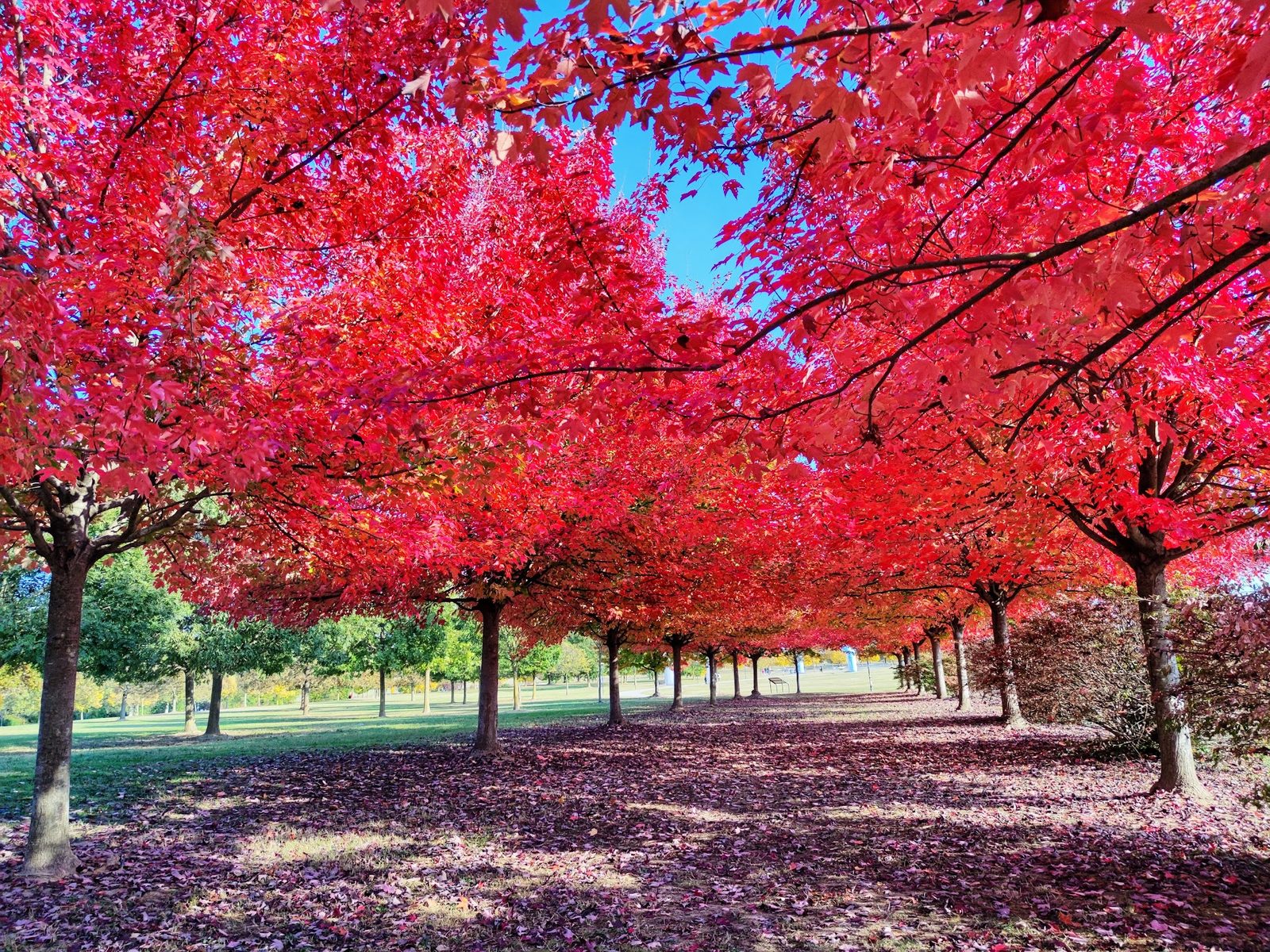 Parco San Giuliano