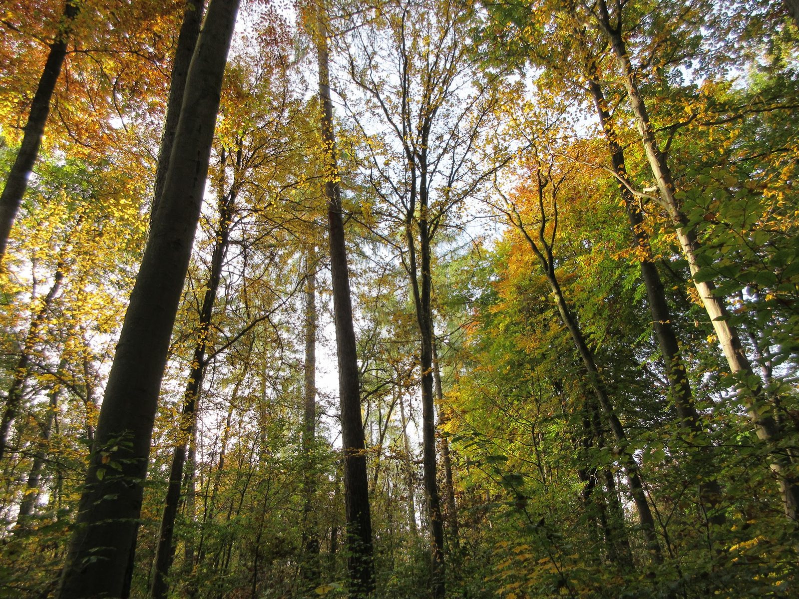 Allacher Lohe, Natur & Landschaftsschutzgebiet