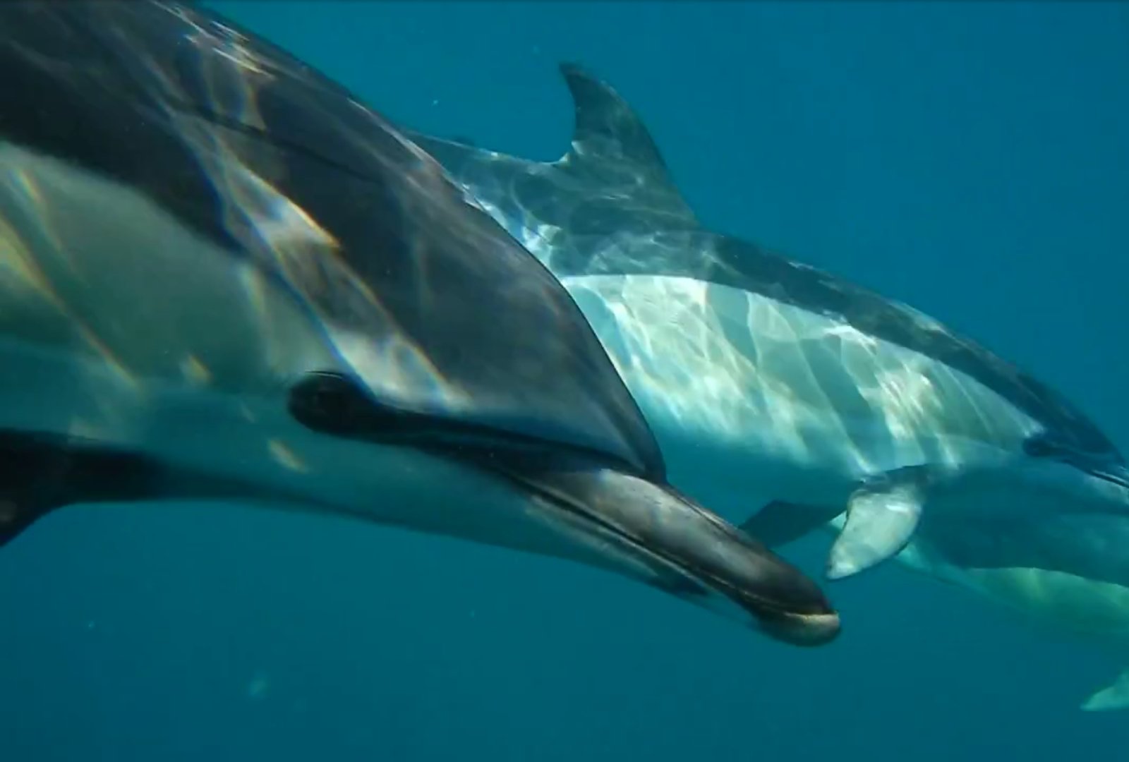 Dolphin Watching Ocean Safari with Marine Biologist