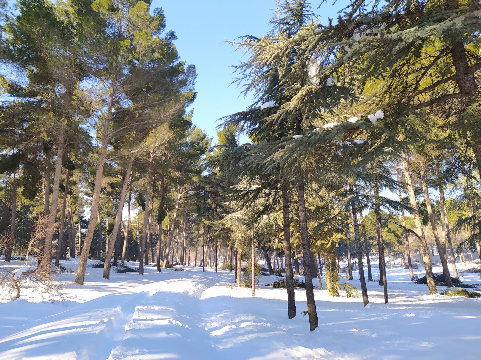 Parque Forestal de Entrevías