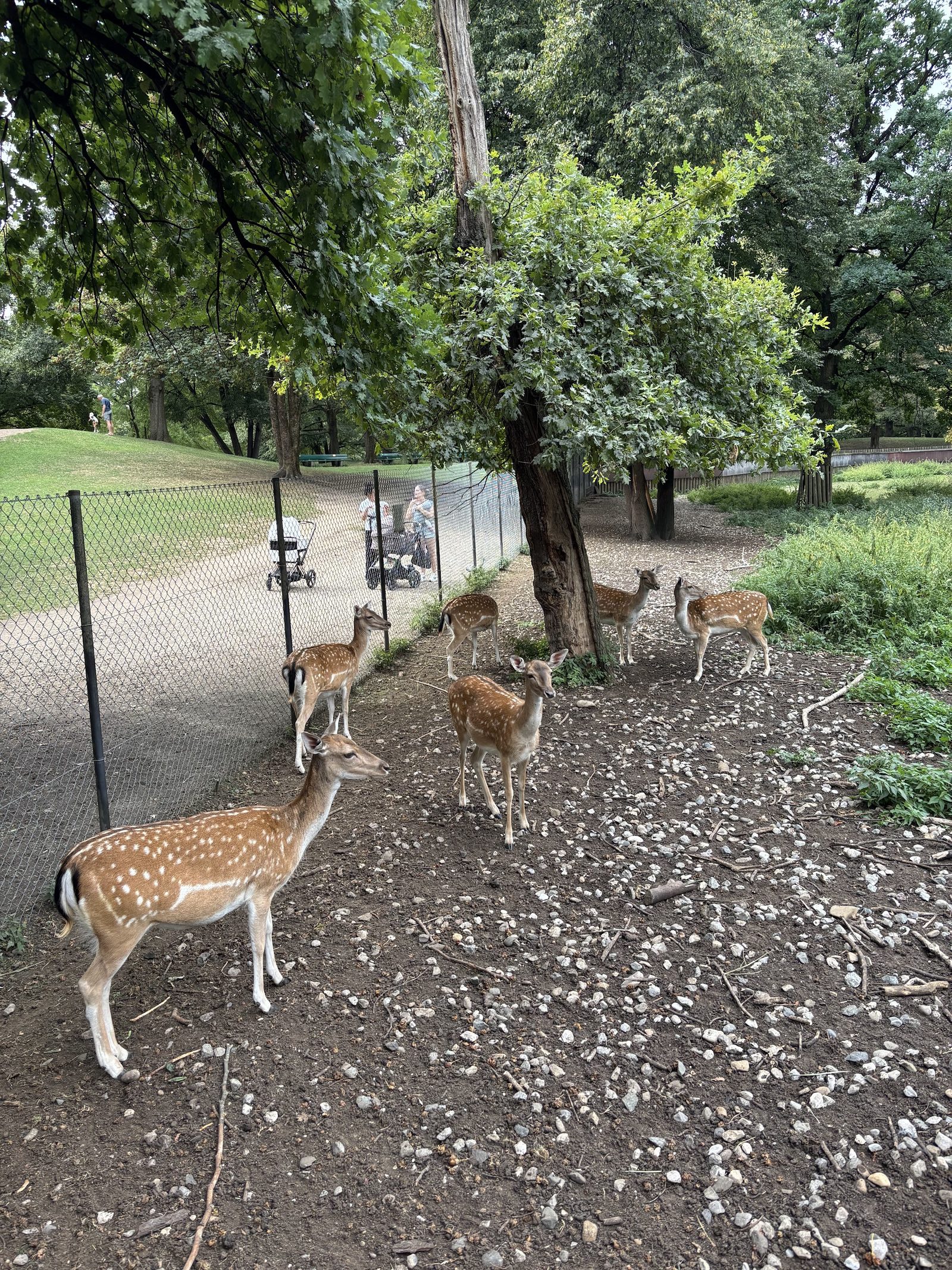 Hirschgarten