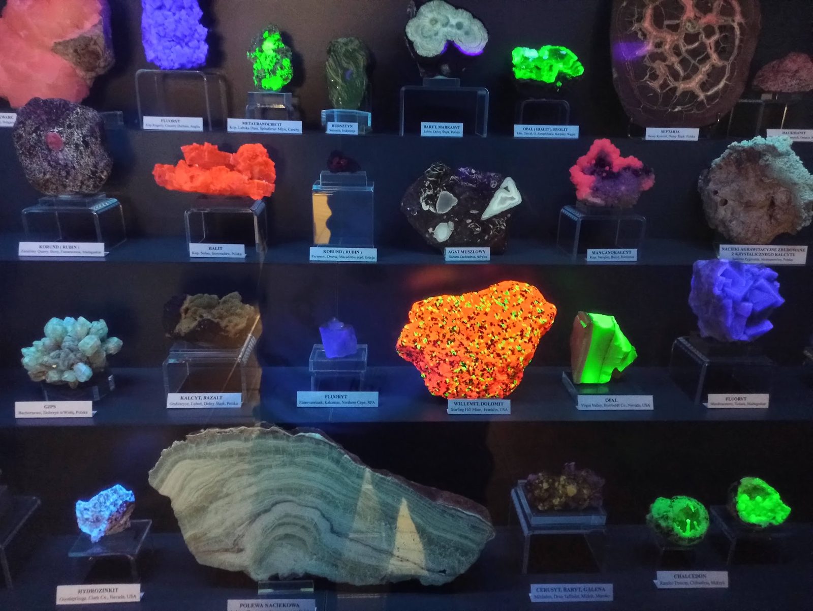 Muzeum Przyrodnicze Instytutu Systematyki i Ewolucji Zwierząt PAN w Krakowie