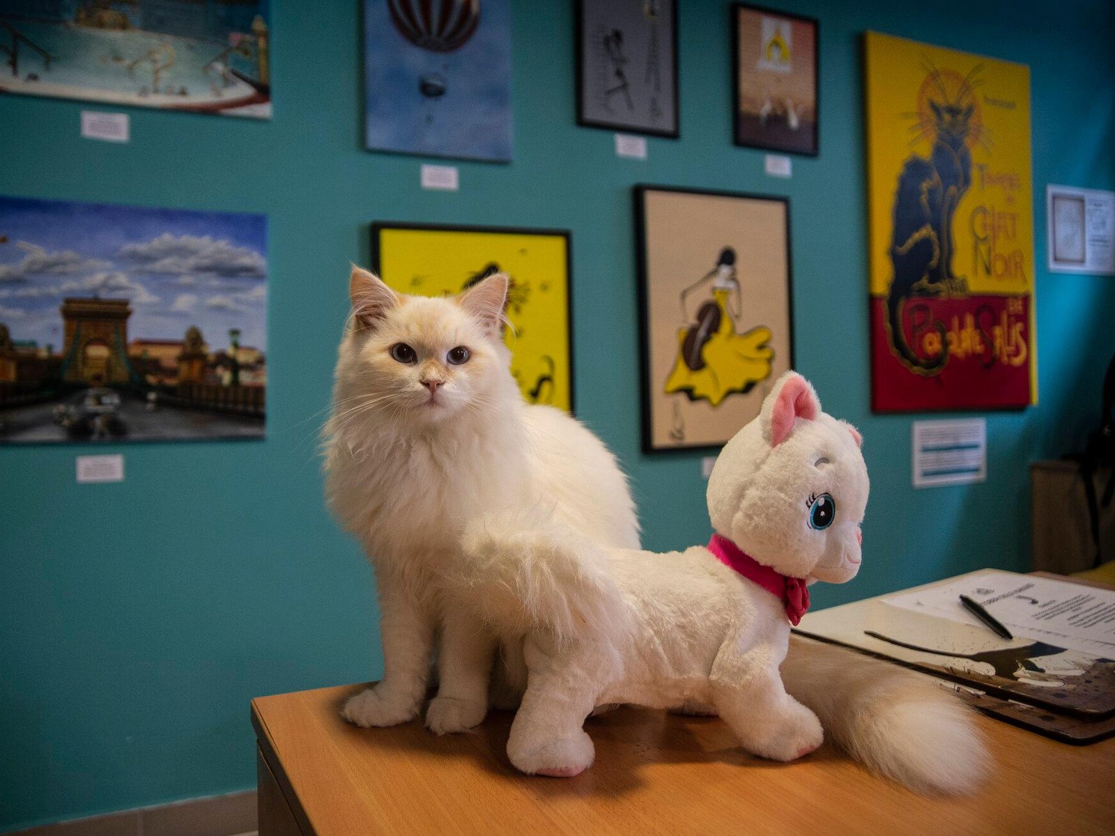 Cat Museum Budapest Entry Ticket