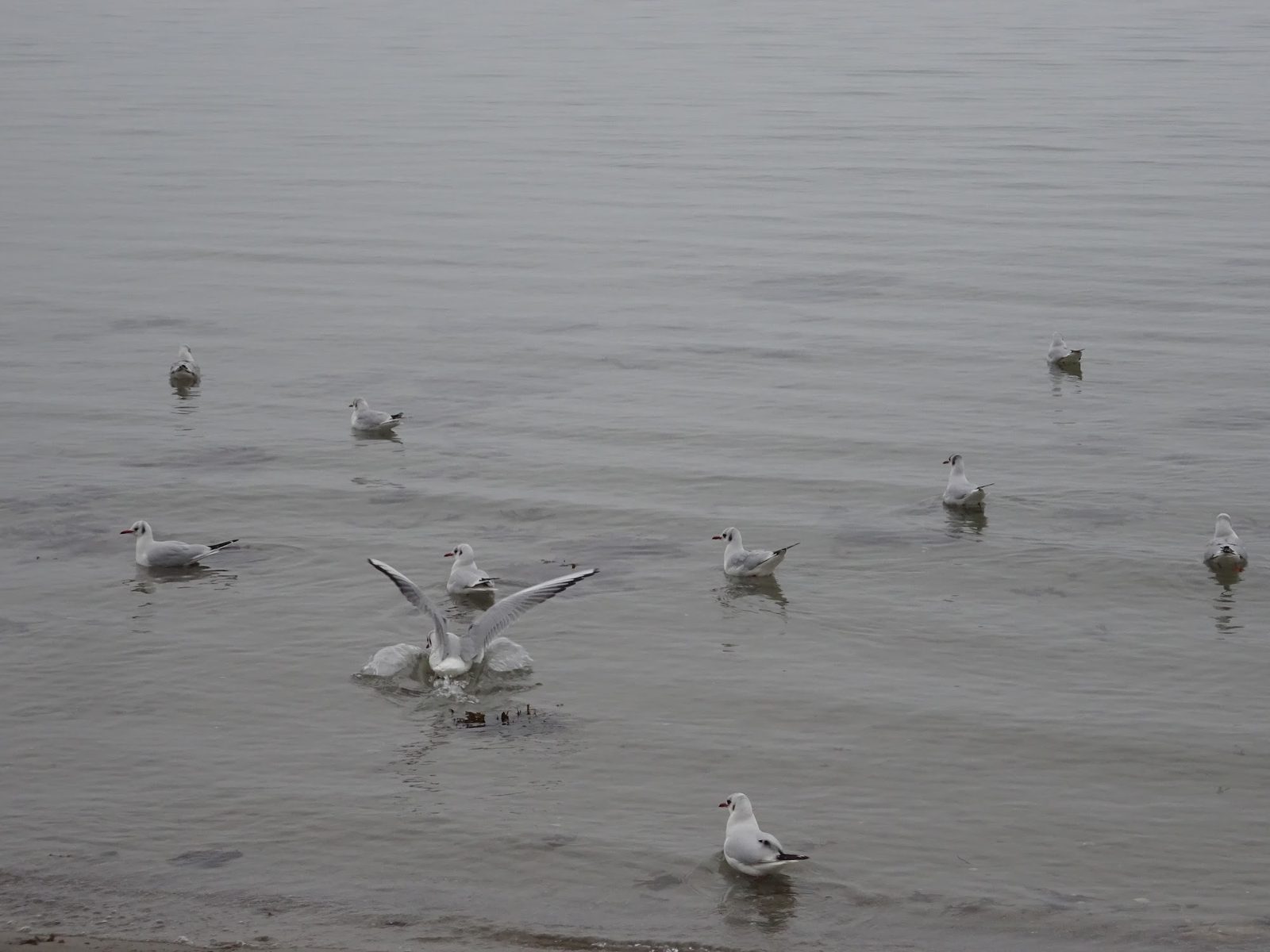 Bellevue Beach