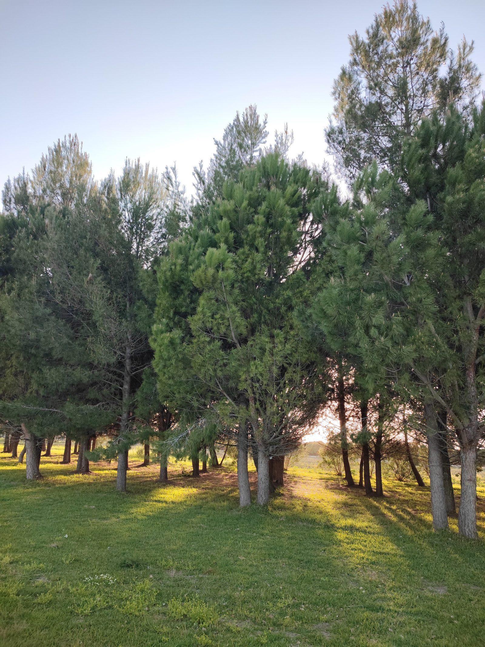 Syggrou Forest