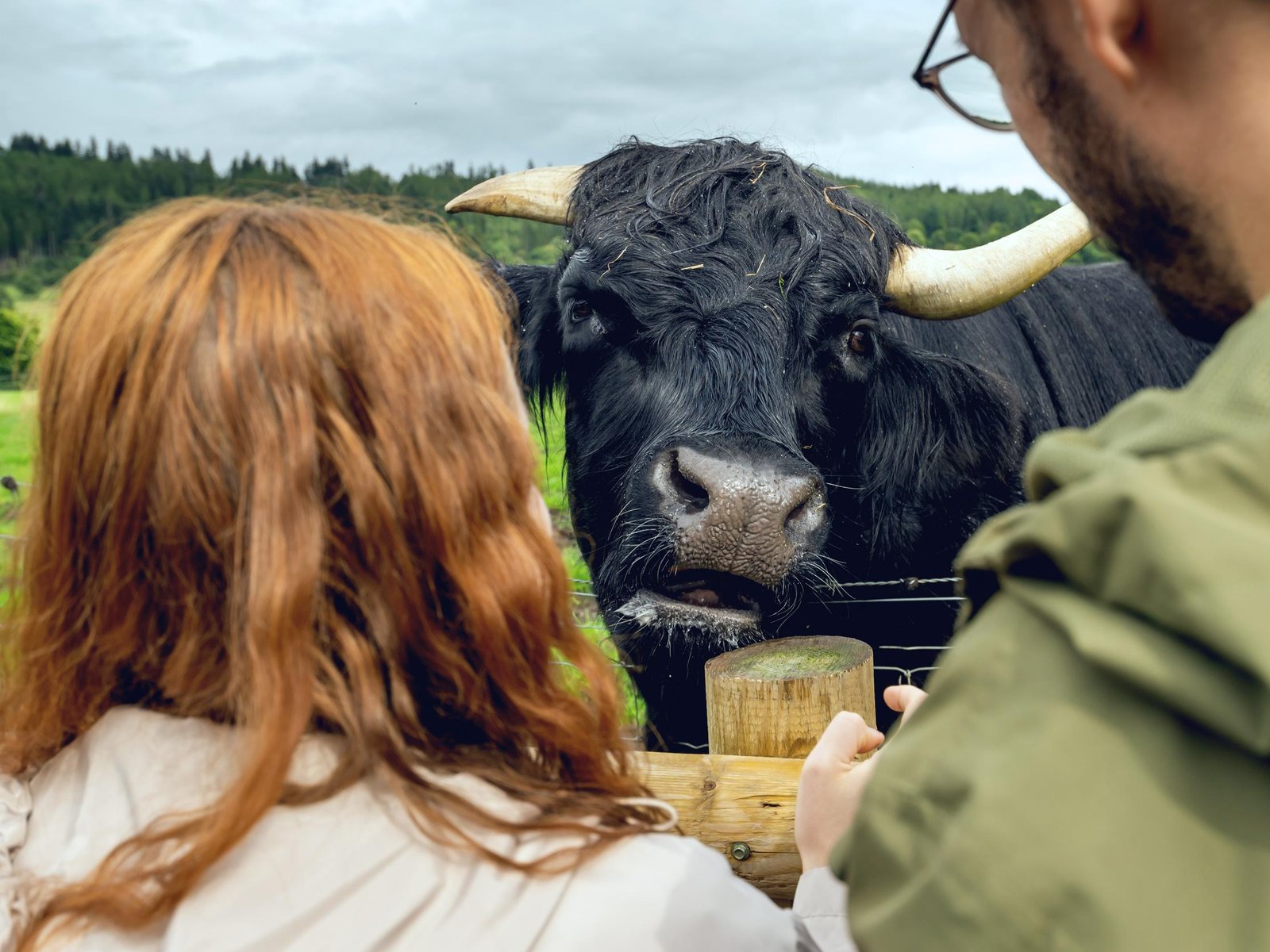 Hairy Coos & Highland Views: A Short Escape from Edinburgh