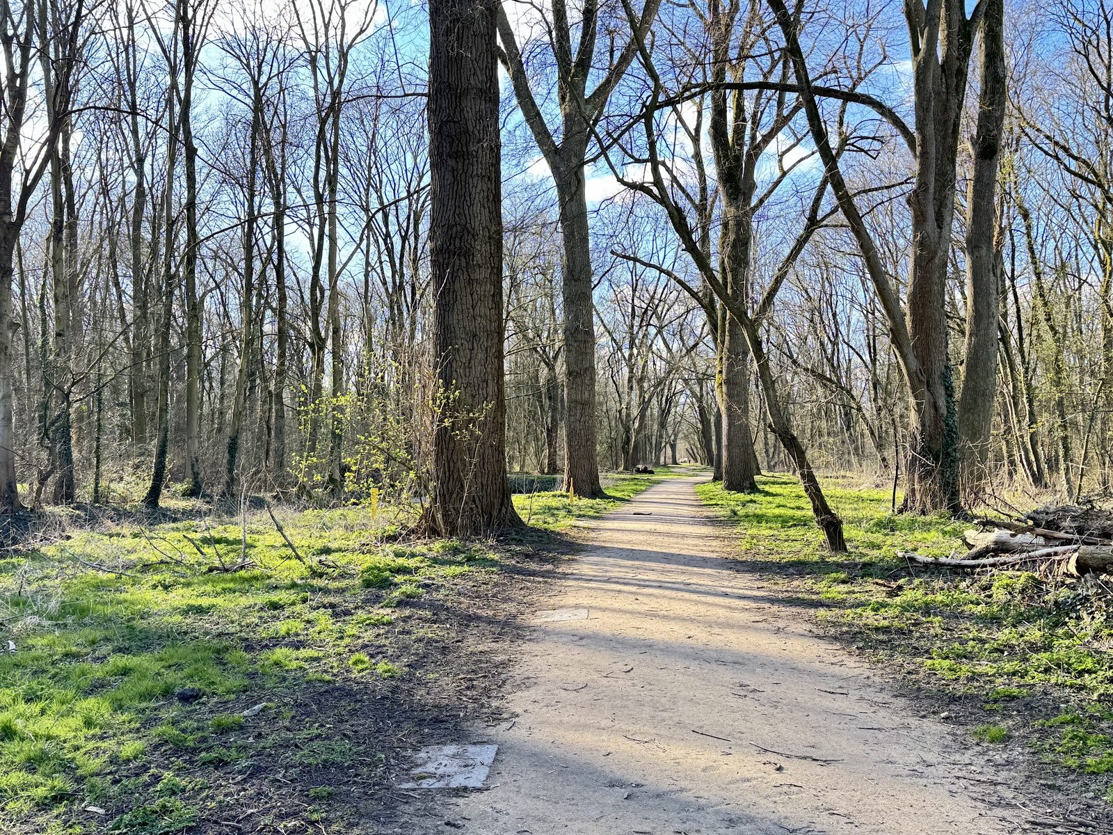 Vliegenbos