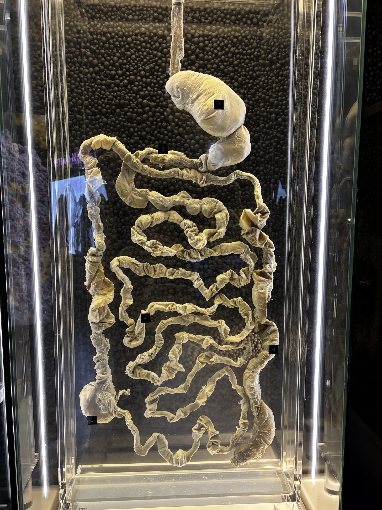 Micropia