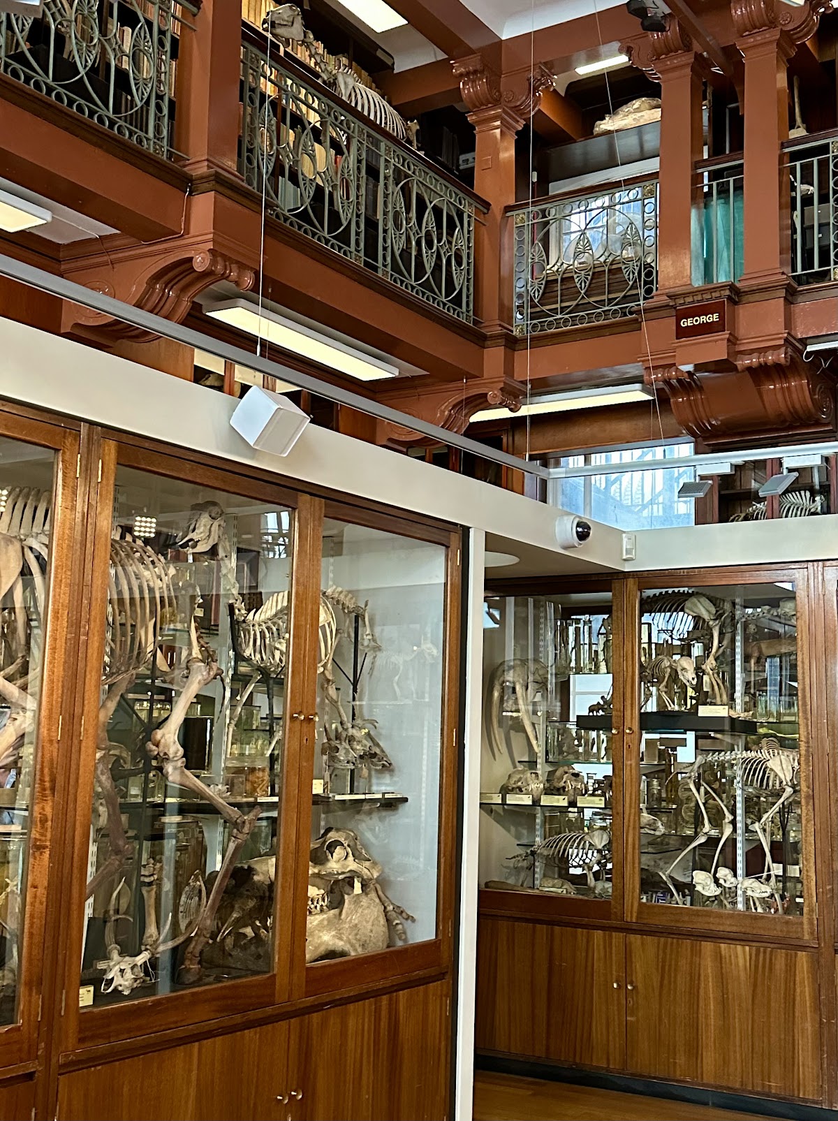 Grant Museum of Zoology