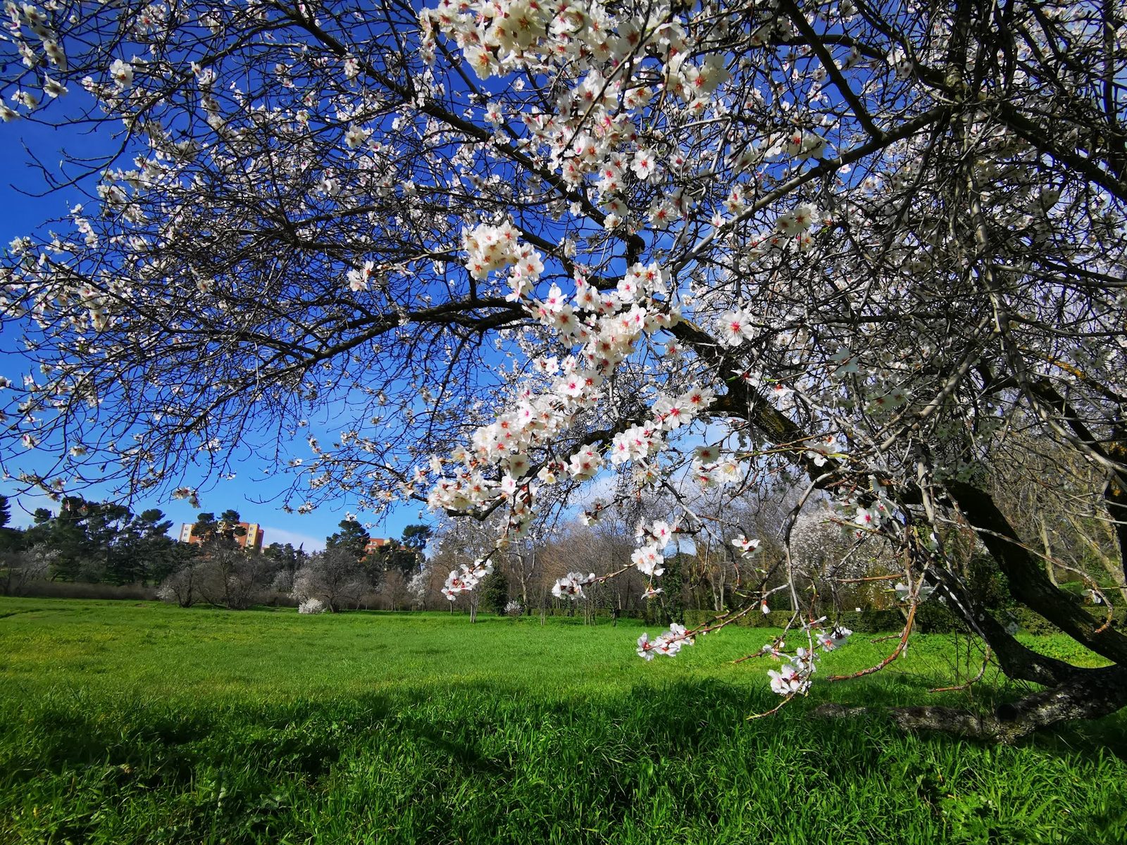 Quinta de Torre Arias Park