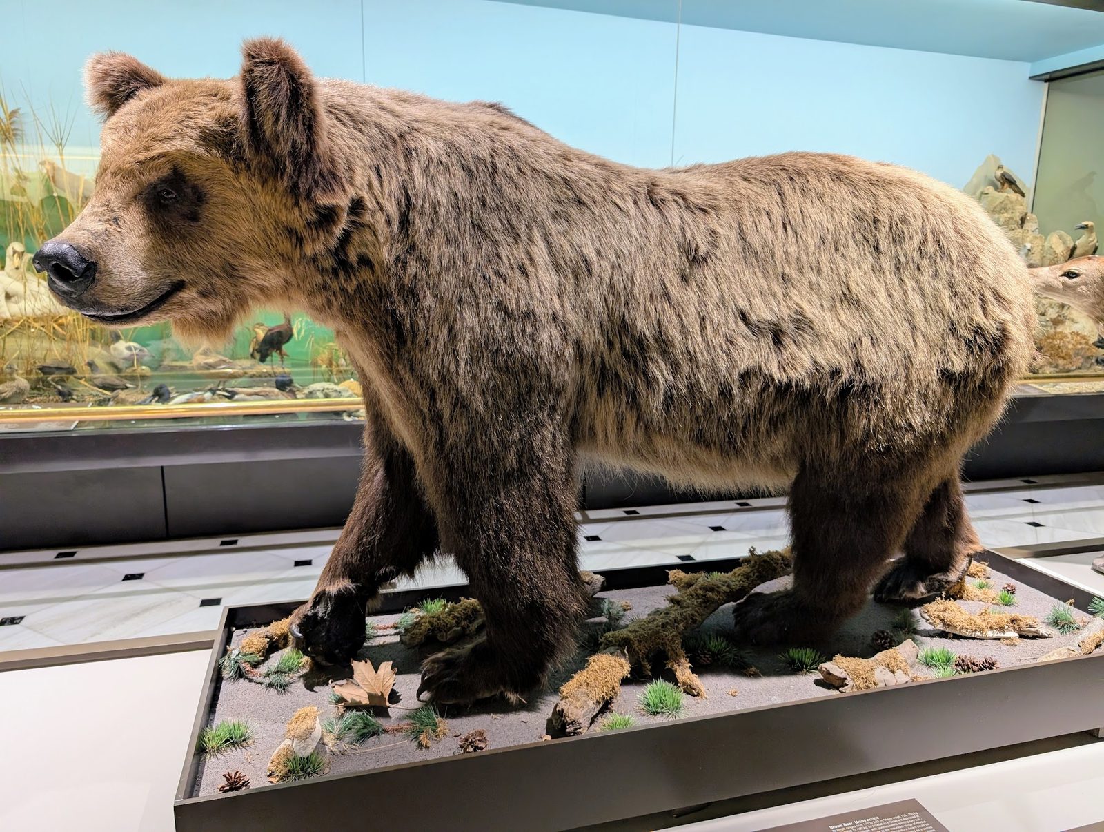 National Museum of Natural History Goulandris