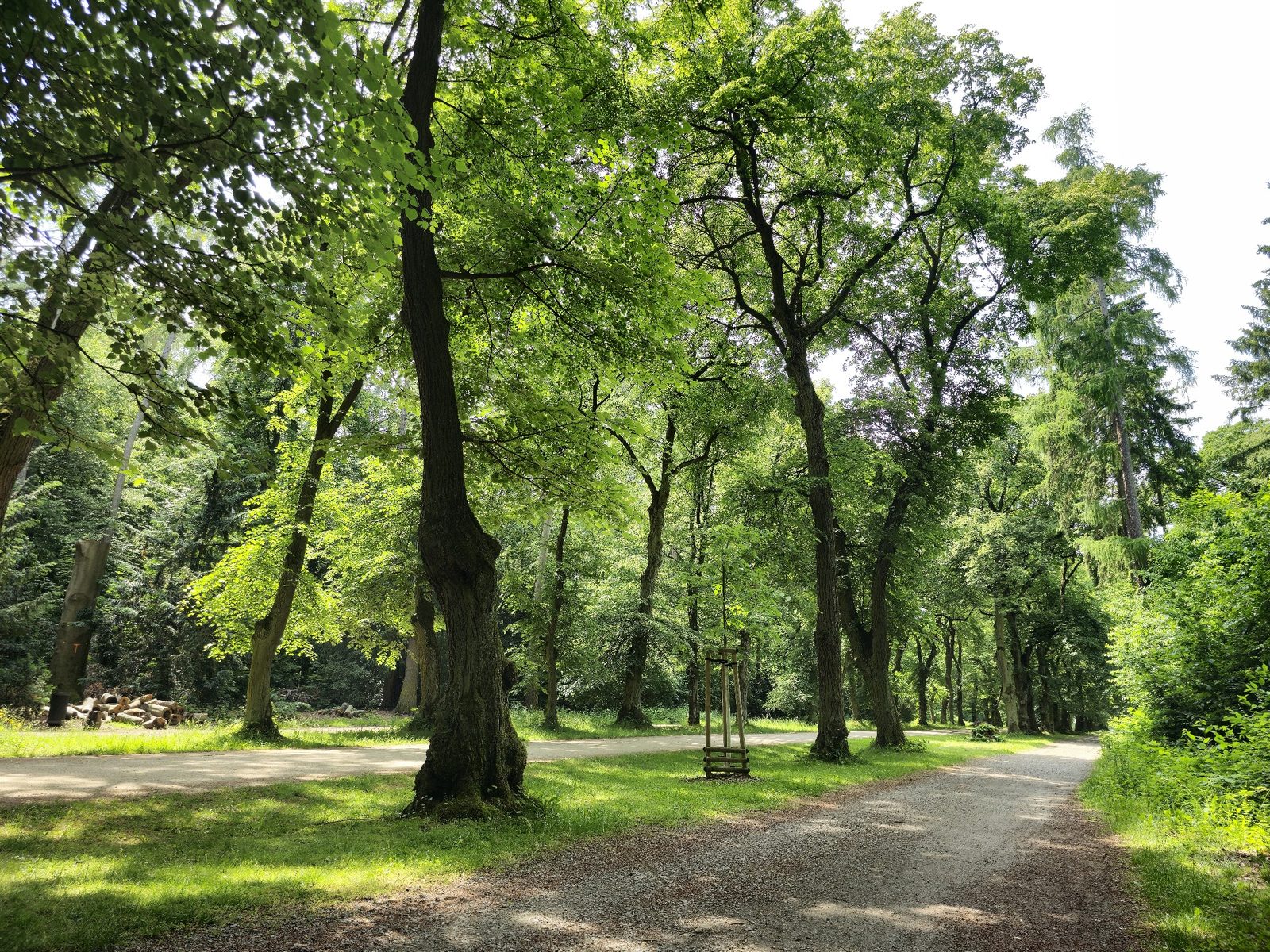 Hvězda