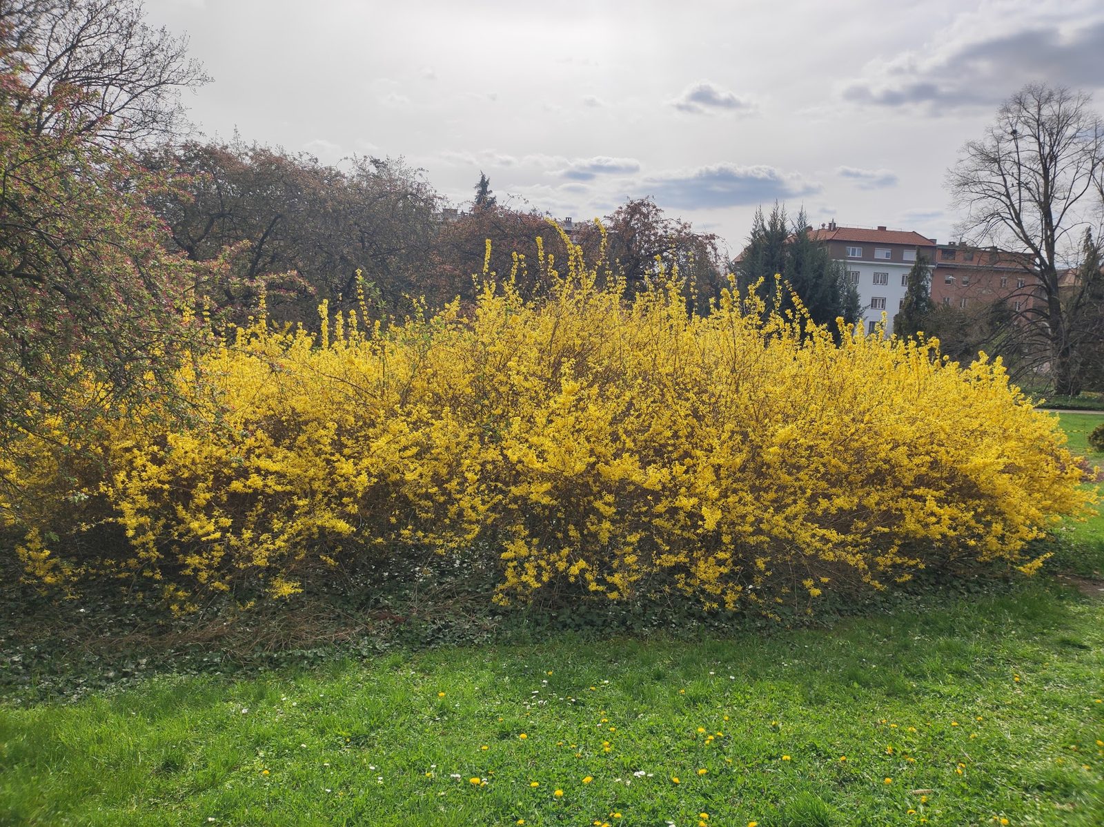 Buda Arboretum