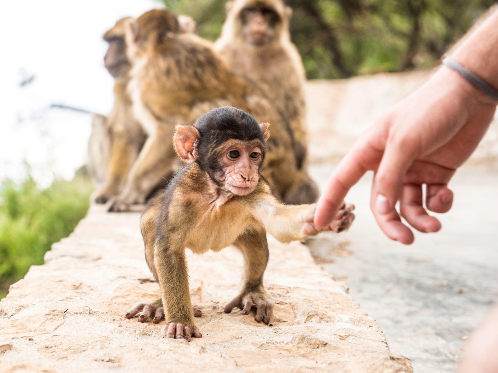 Day Trip to Gibraltar