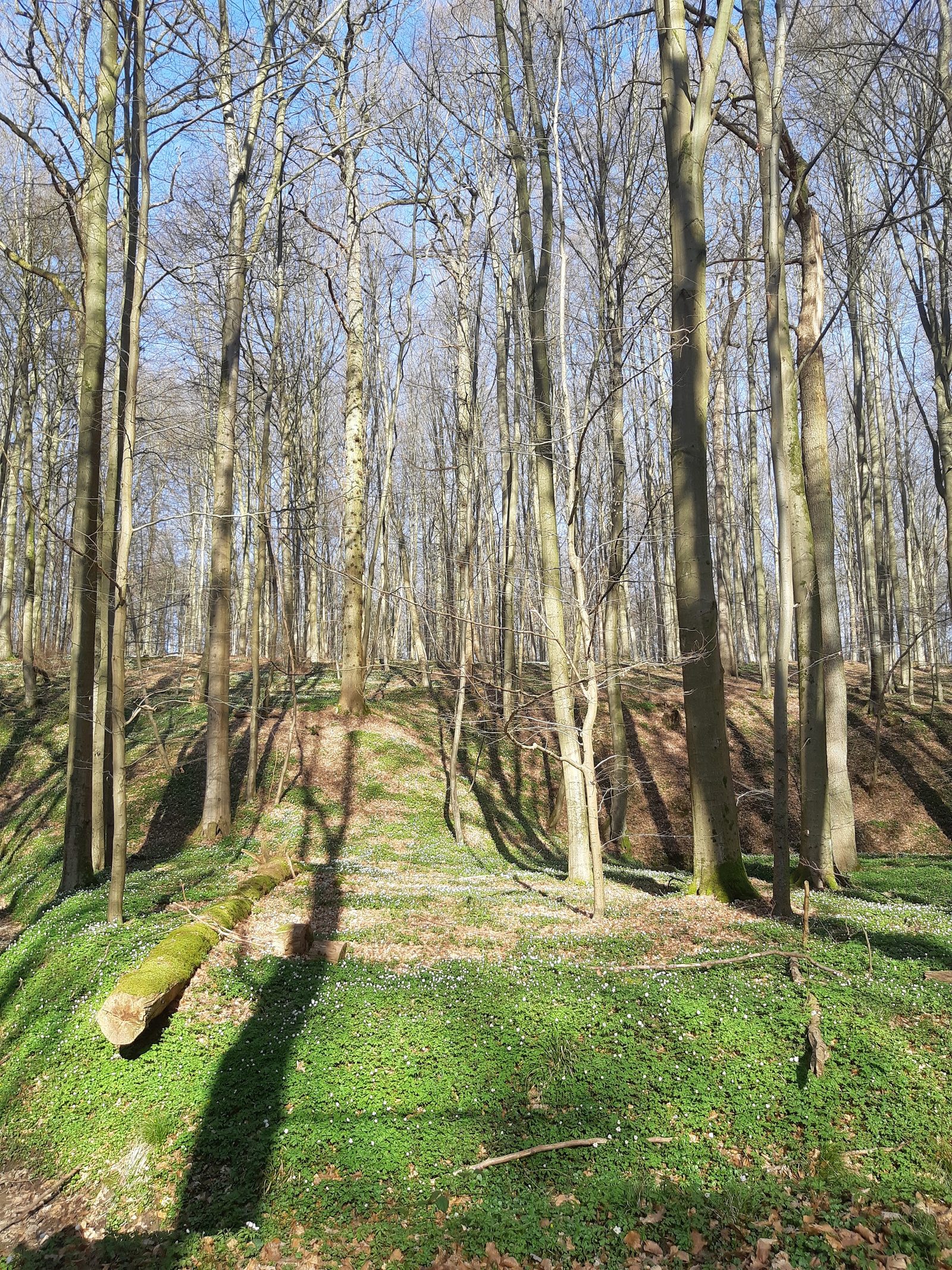 Sonian Forest