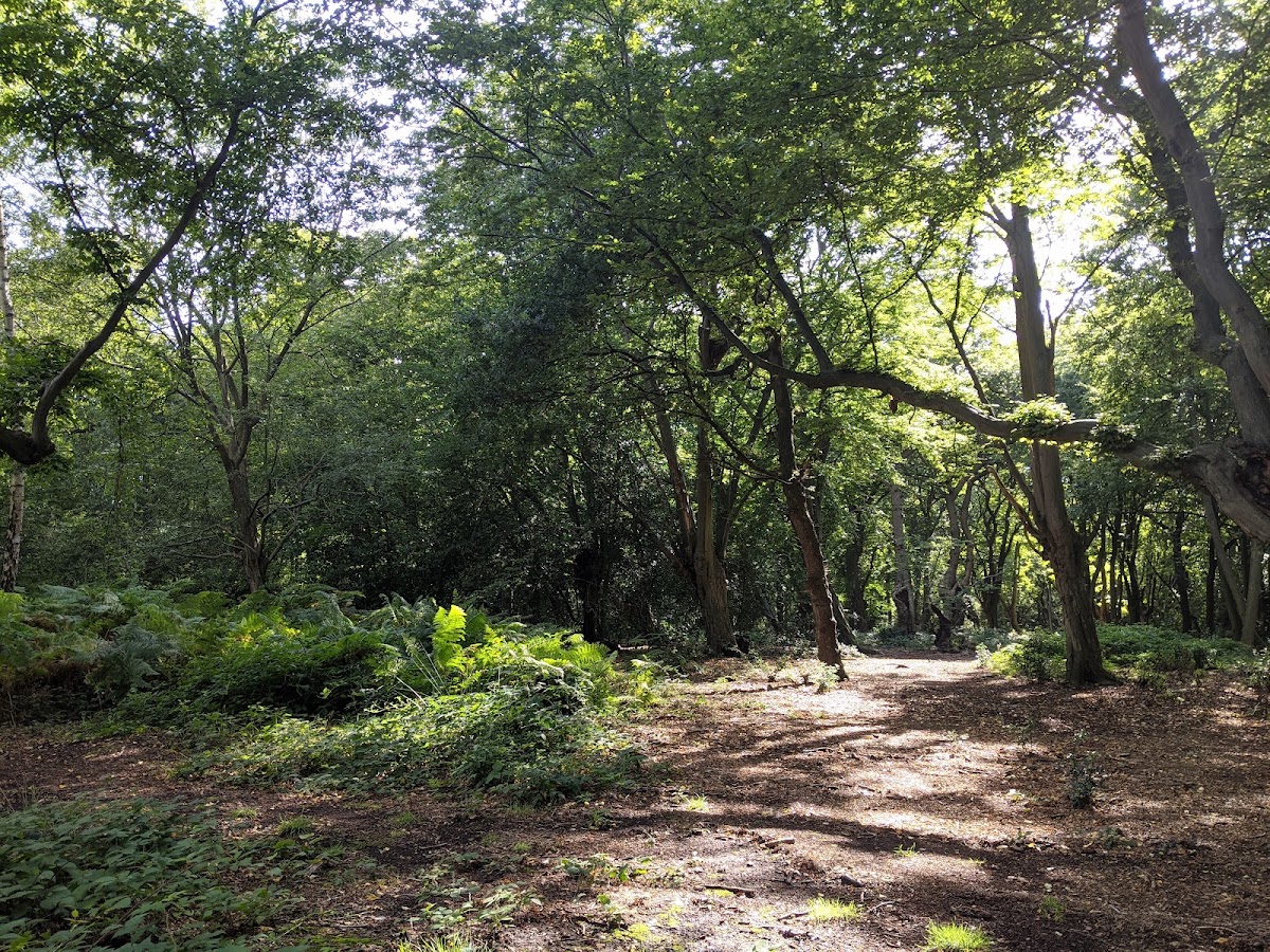 Epping Forest