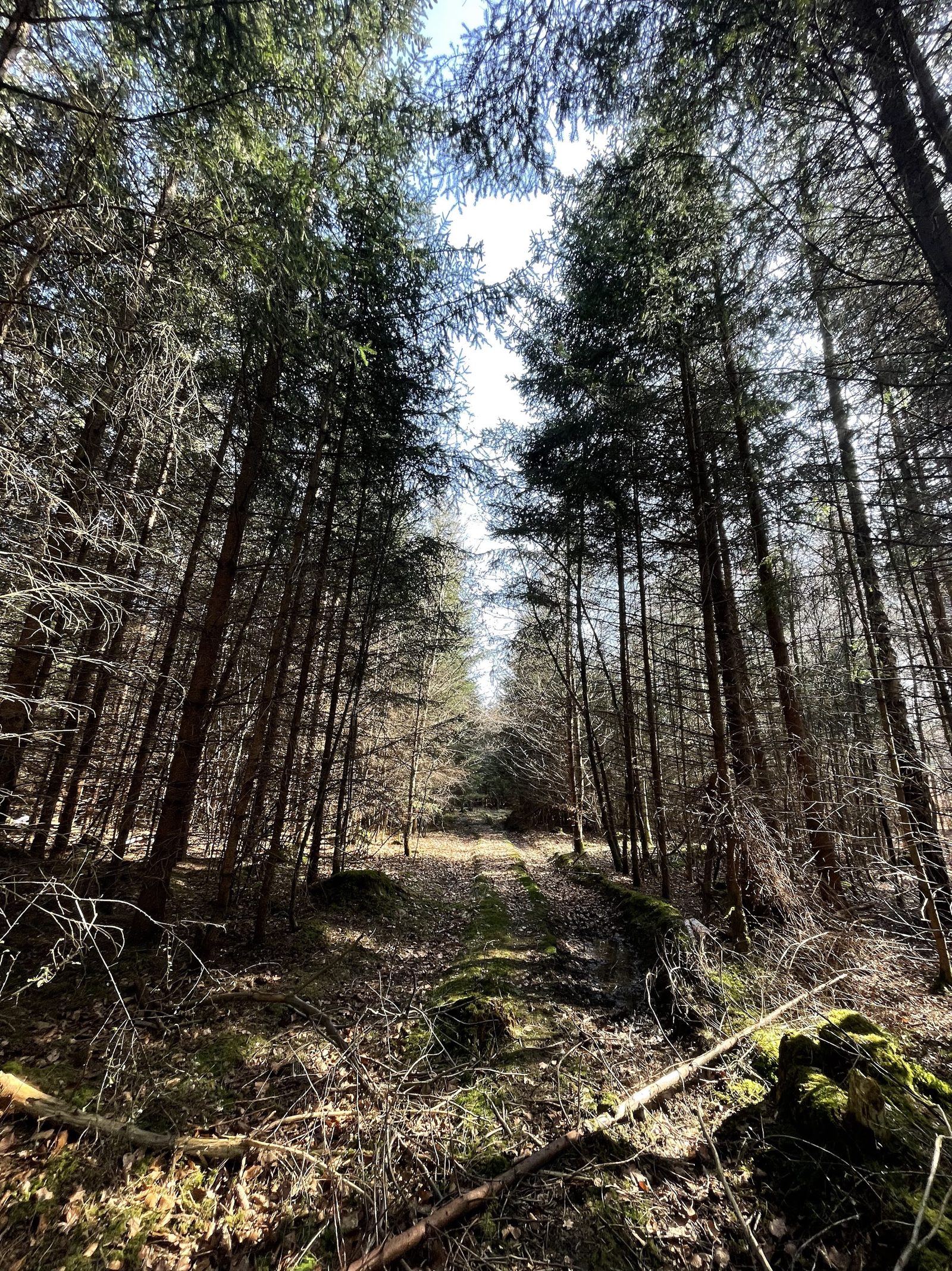 Waldtruderinger Forst