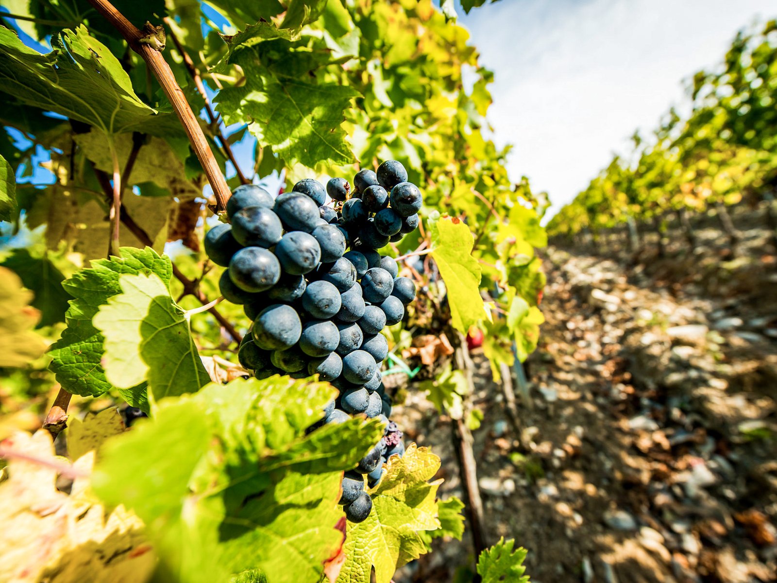 Tour to Tuscan wineries with lunch or dinner