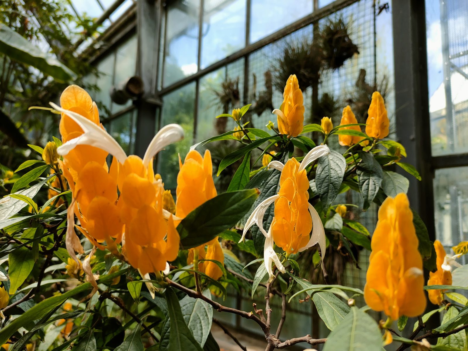 Botanic Garden of the Faculty of Science, Charles University