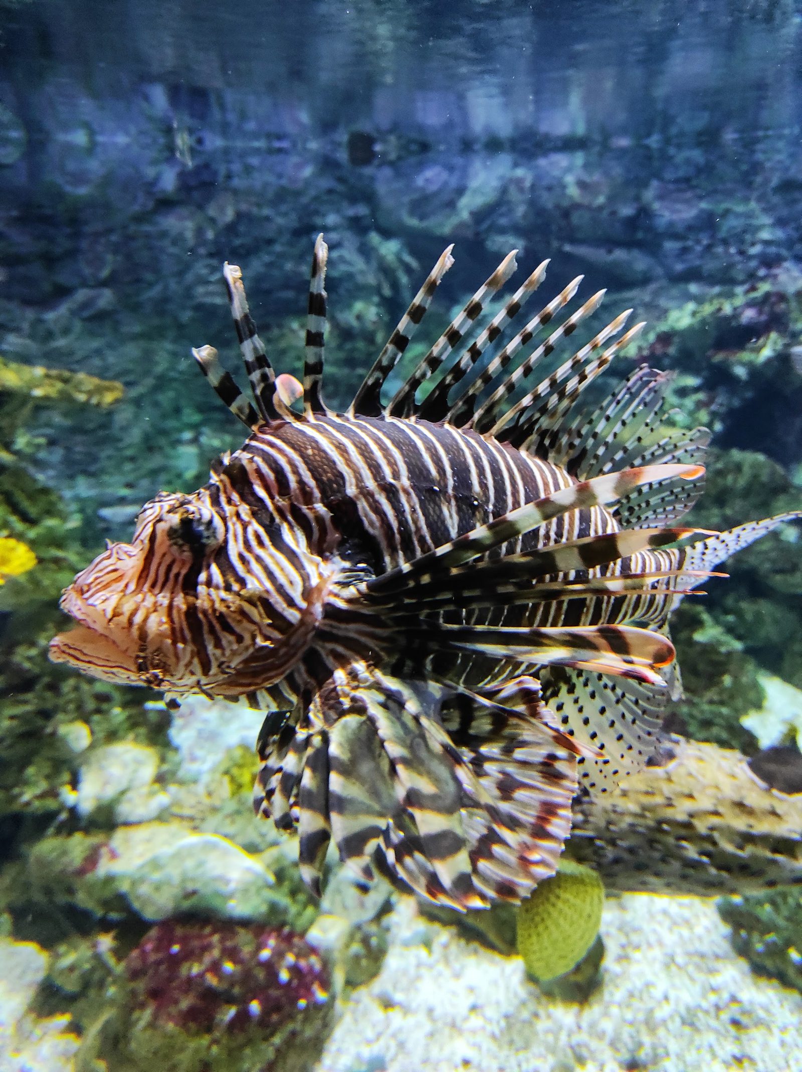 Tropicarium-Oceanarium Kft.